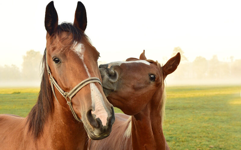 Cavallo con puledro