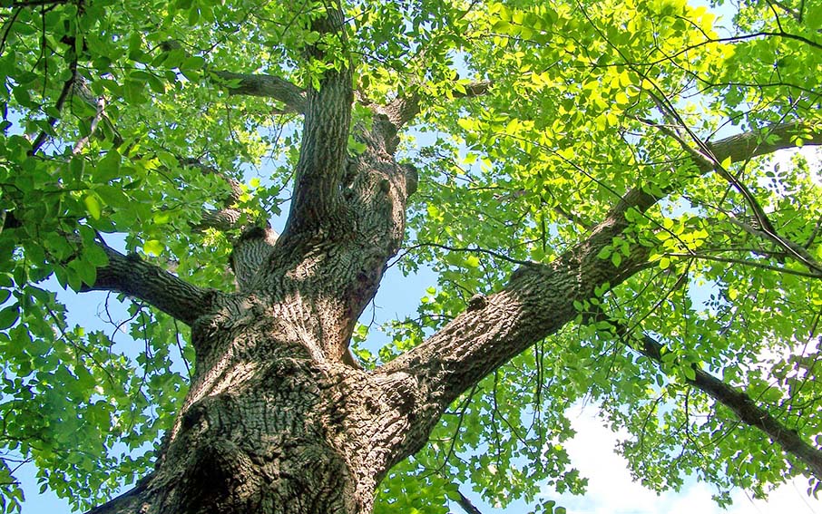 Quercia - Patrimonio forestale regionale