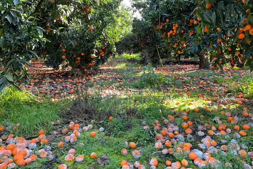 Agrumicoltori_Clementine di Villacidro