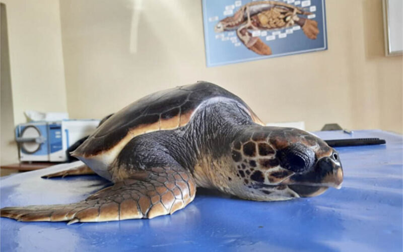 Caretta caretta