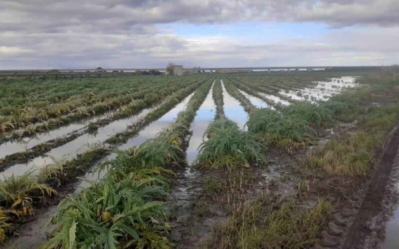 Campo di Carciofi allagato