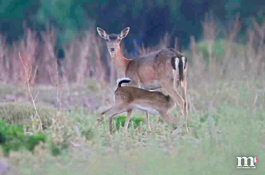 Biodiversità nella Riserva di Biosfera