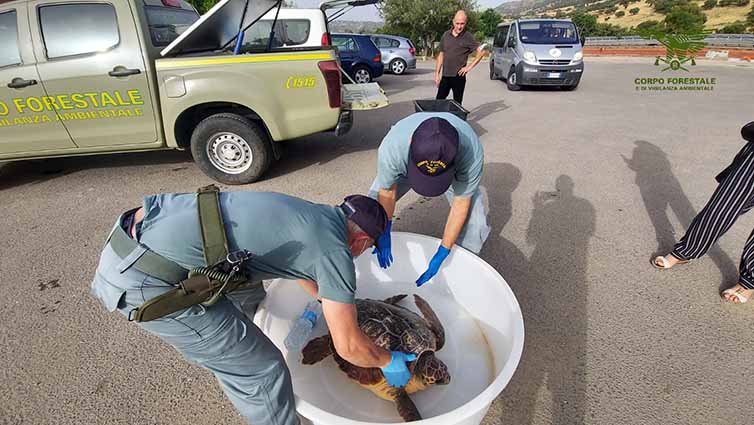 Caretta caretta Siniscola