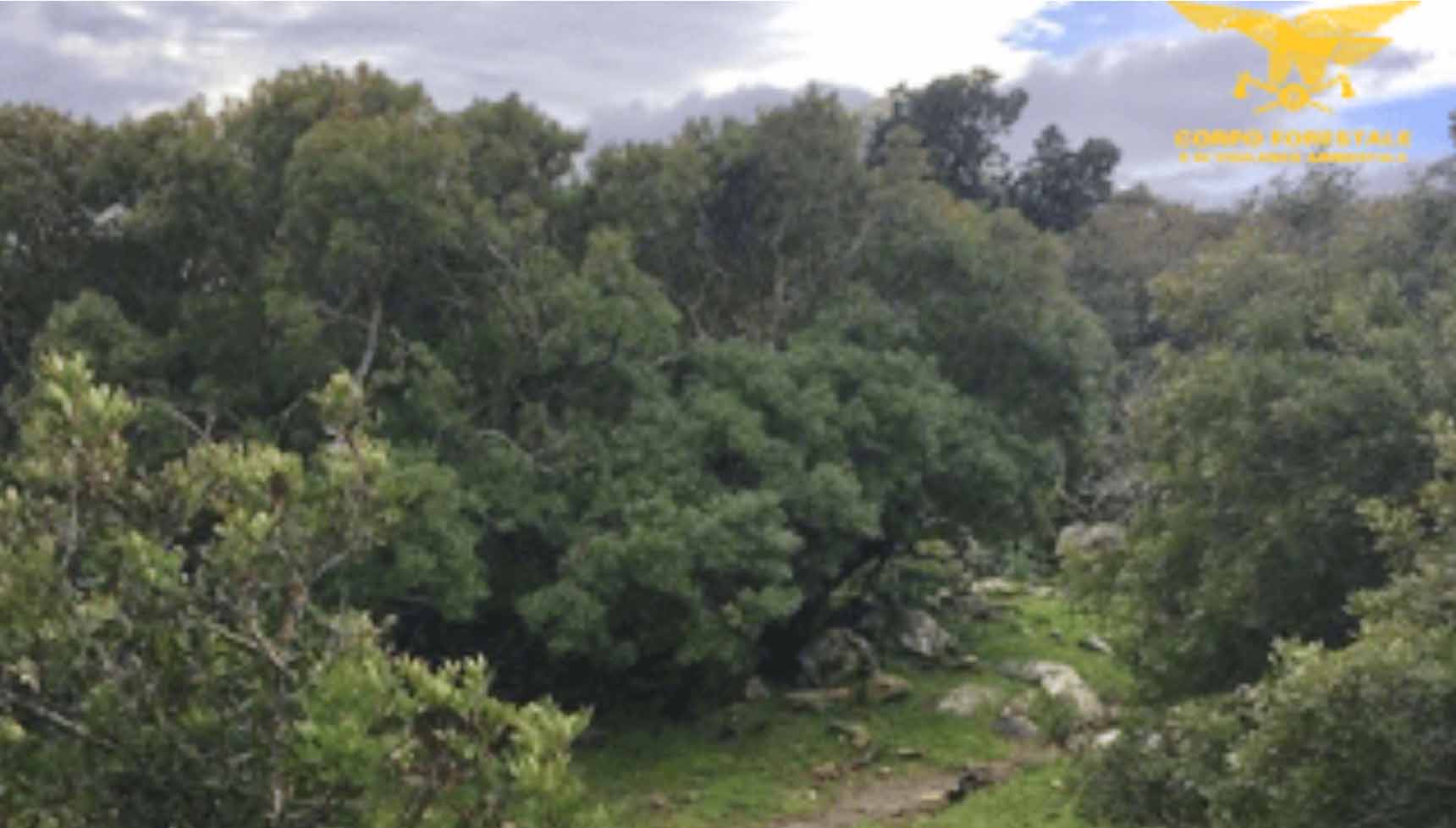 loculi bosco di Pedra longa