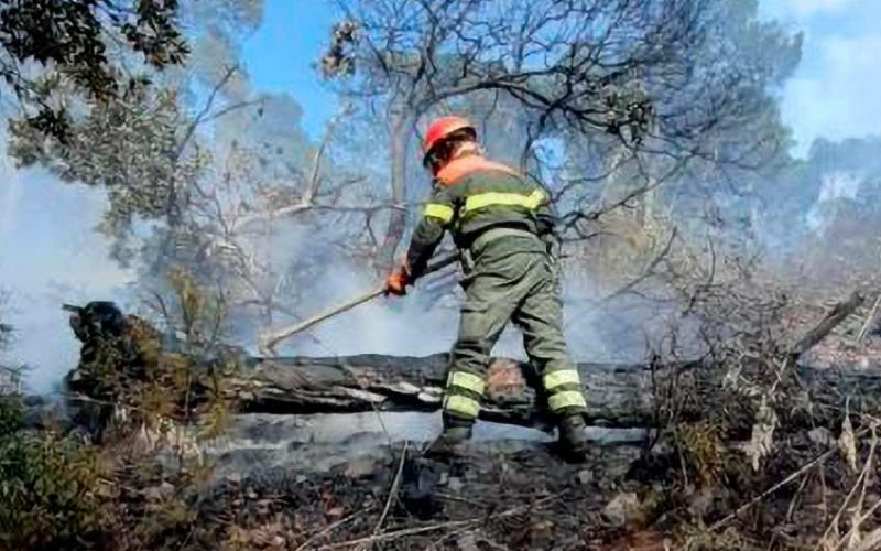 Incendio forestale in azione