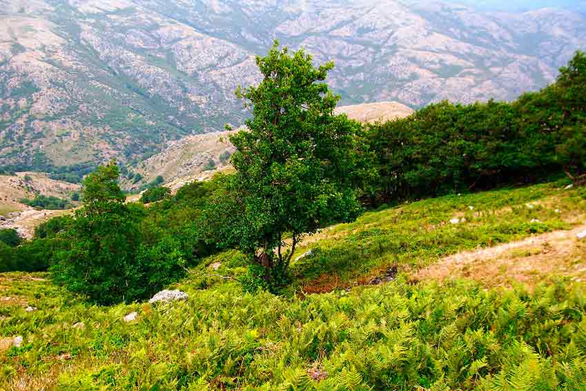 Vallata Sardegna interna