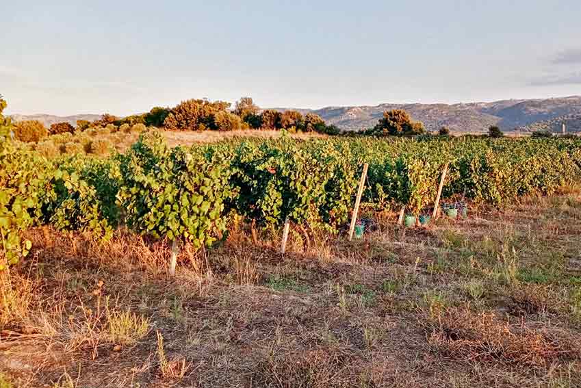 Vigna vendemmia