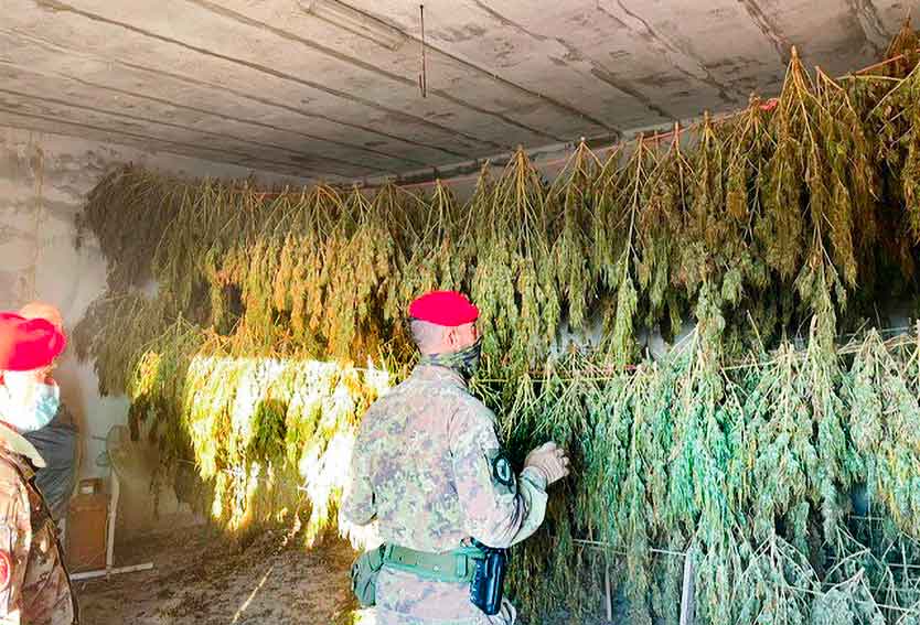 due arresti a Jerzu coltivazione cannabis