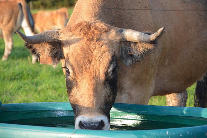 Animali senza acqua Nurra