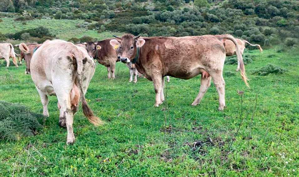 Ozieri punta sul bovino di razza Sardo Bruna: a ottobre la prima mostra ...