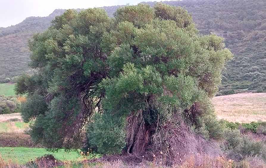 Olivastro di Castelsardo