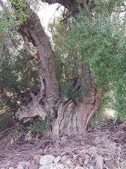 Olivastro secolare Castelsardo