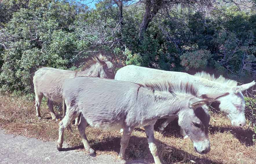 Asinello dellAsinara