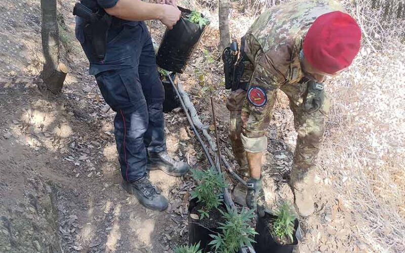 Arresto a Jerzu e denuncia a Cardedu