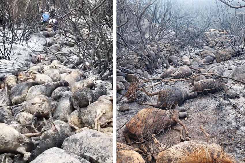 Incendio Orotelli pecore morte