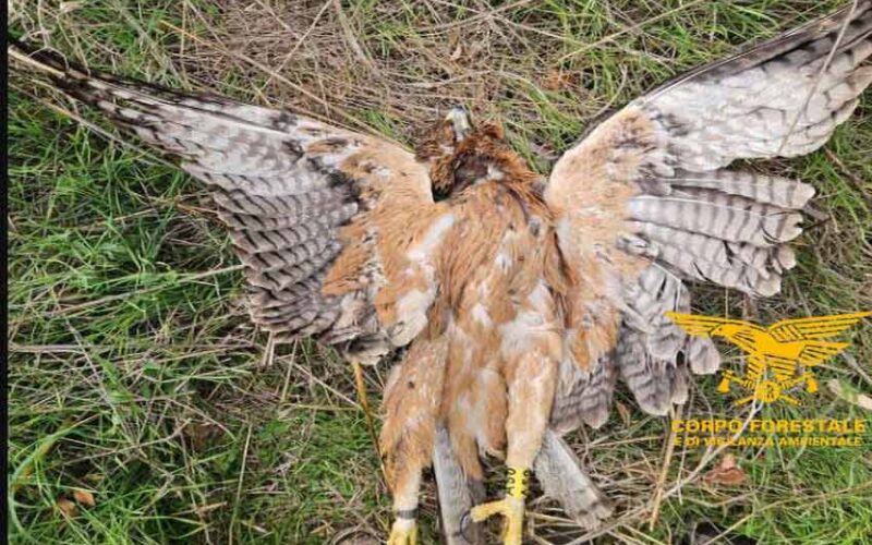 Aquila Bonelli uccisa a Ozieri