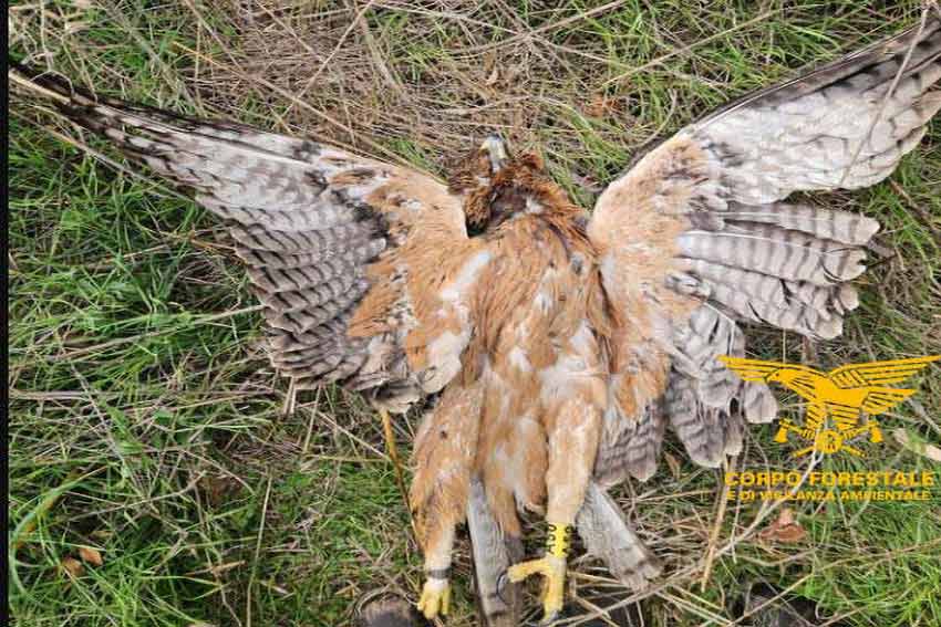 Aquila Bonelli uccisa a Ozieri