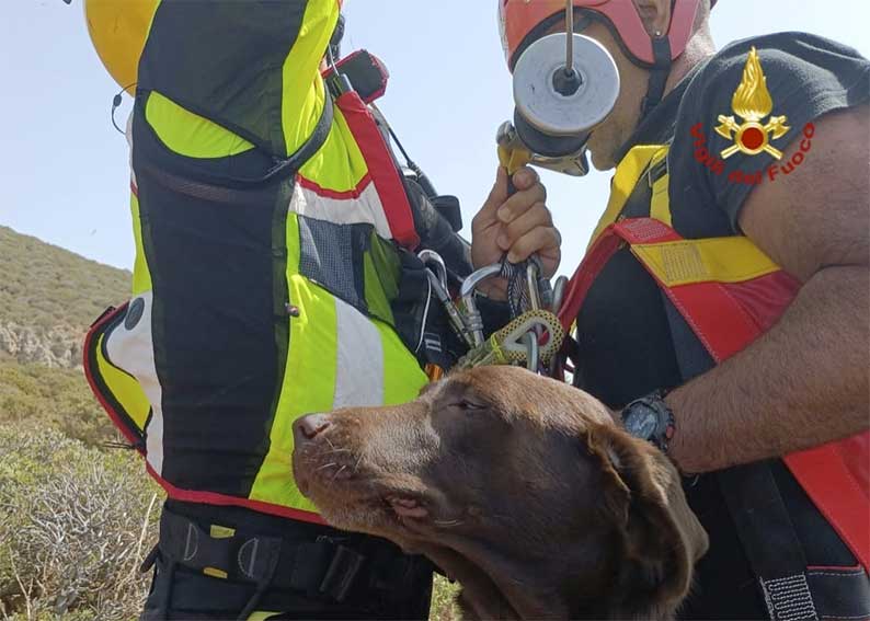 Cane Vigili del Fuoco 2