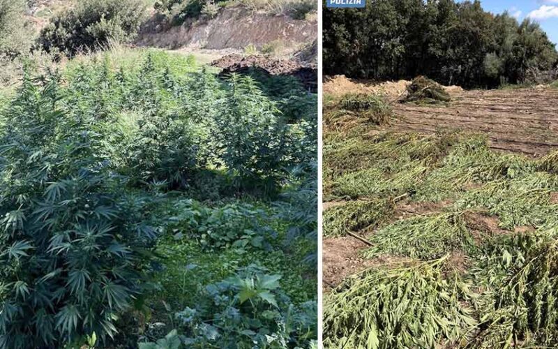 Sequestro marijuana Orgosolo