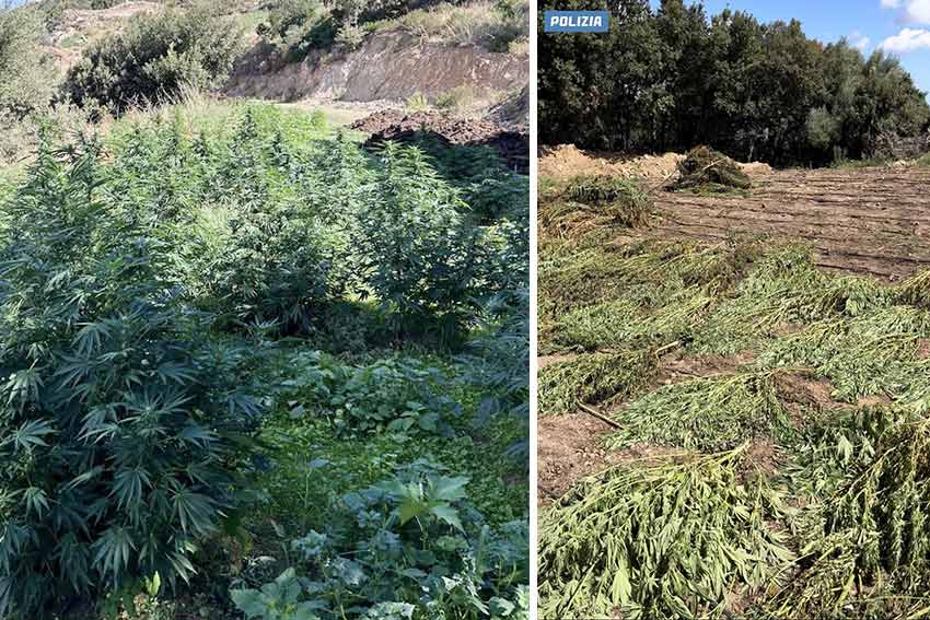 Sequestro marijuana Orgosolo