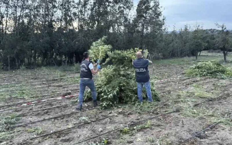 Arresto colpivazione marijana Benetutti