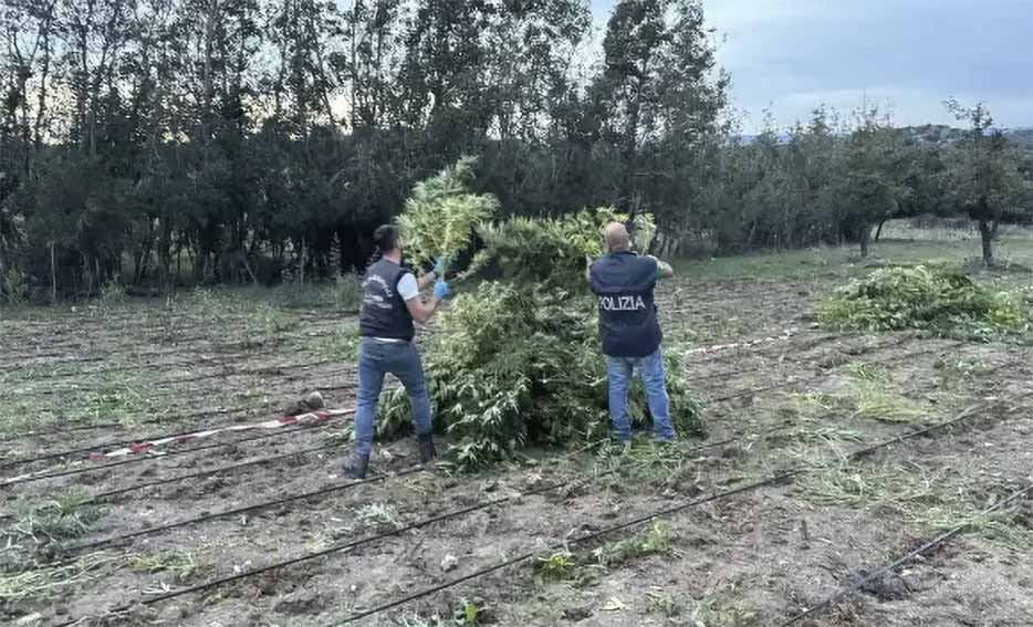 Arresto colpivazione marijana Benetutti