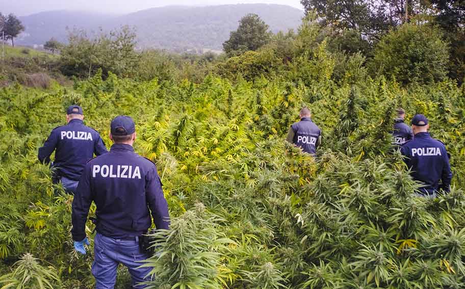 Coltivazione illegale canapa a Ollolai