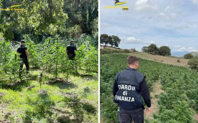 Piantagioni canapa a Fonni Mamoiada e Sarule