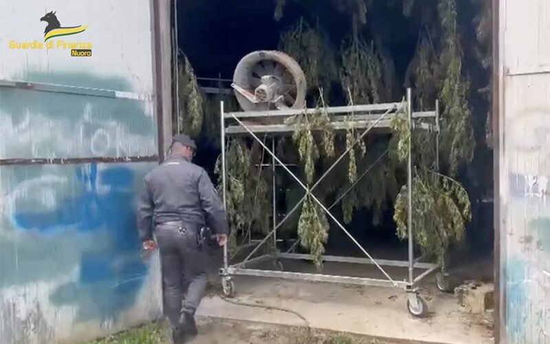 Sequestro marijuana a Lodine