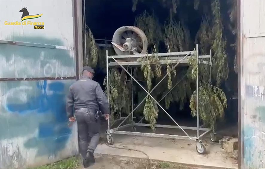 Sequestro marijuana a Lodine