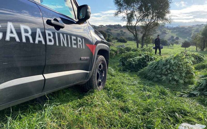 Sequestro marijuana a Orotelli