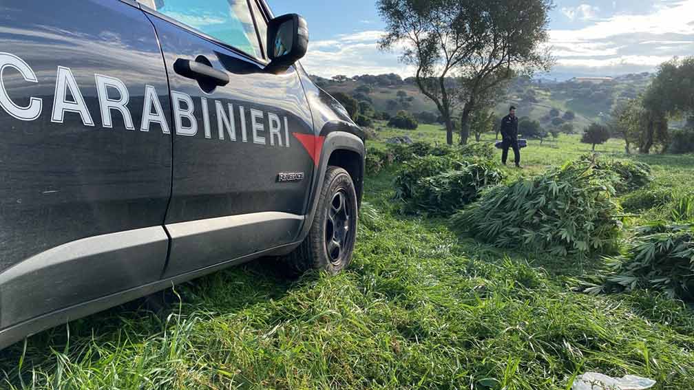 Sequestro marijuana a Orotelli