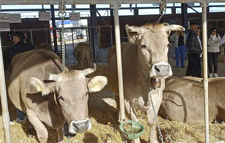 Mostra bovino Sar Bruna Ozieri 2024