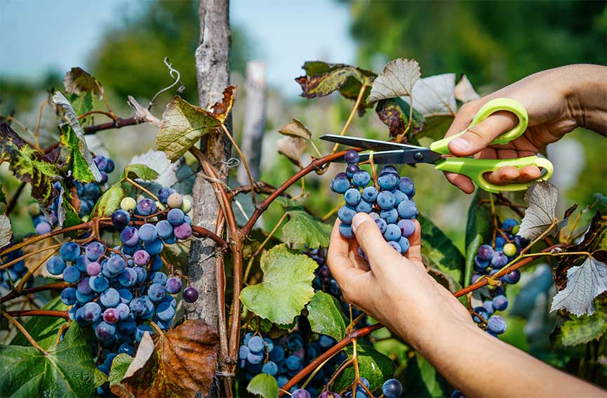 Vendemmia