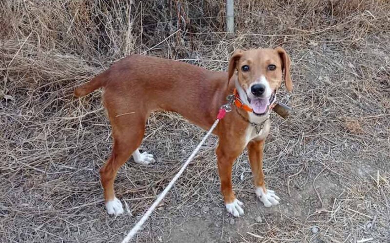 Cane scomparso Monte Lerno