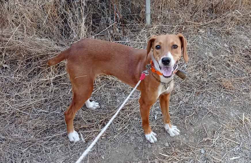 Cane scomparso Monte Lerno