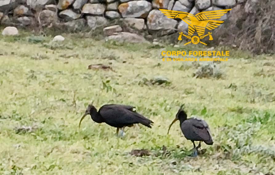 ibis avvistati a Nuoro